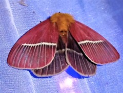 Pseudodirphia menander