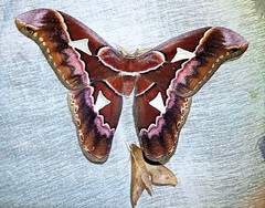 Rothschildia lebeau
