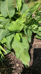 Bistorta officinalis