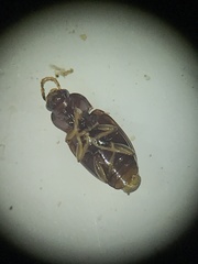 Elaphropus