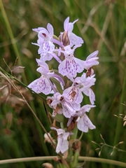 Dactylorhiza maculata