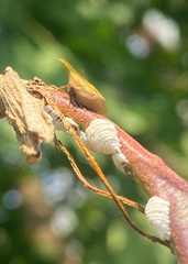 Enchenopa squamigera