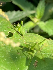 Leptophyes punctatissima