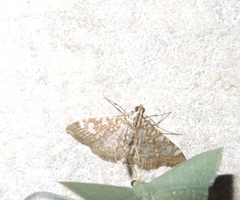 Glyphodes onychinalis