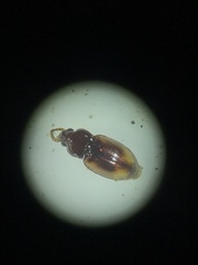 Elaphropus