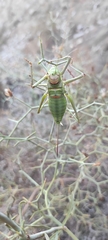 Parasteropleurus martorellii