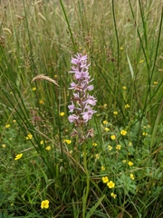 Dactylorhiza maculata