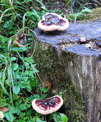 Ganoderma carnosum
