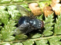 Calliphoroides antennatis