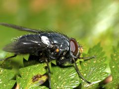 Calliphoroides antennatis