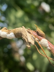 Enchenopa squamigera