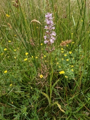 Dactylorhiza maculata