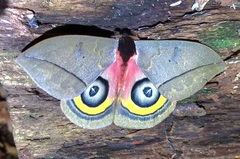 Automeris postalbida