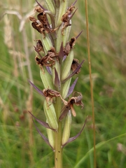 Dactylorhiza maculata