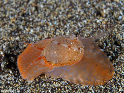 Representative image of Notocochlis dillwynii