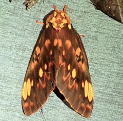 Citheronia bellavista