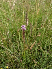Dactylorhiza maculata