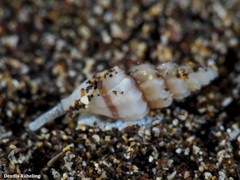 Mangelia costulata