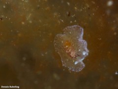 Eurylepta guayota