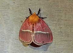 Pseudodirphia menander