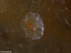 Eurylepta guayota