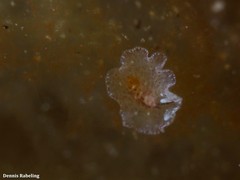 Eurylepta guayota