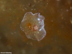 Eurylepta guayota