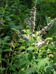 Mentha spicata