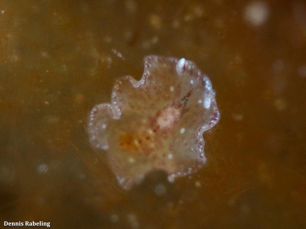 Eurylepta guayota
