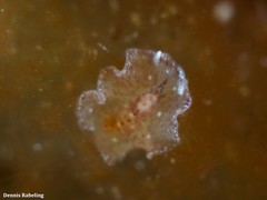 Eurylepta guayota
