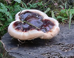 Ganoderma carnosum