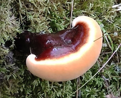 Ganoderma carnosum