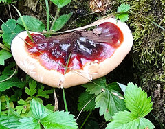 Ganoderma carnosum
