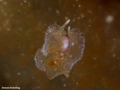 Eurylepta guayota