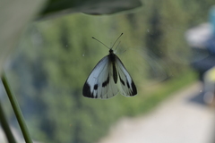 Pieris
