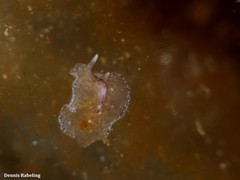Eurylepta guayota