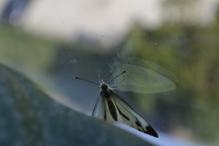 Pieris