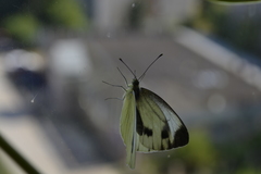 Pieris