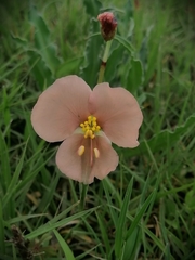 Commelina scabra