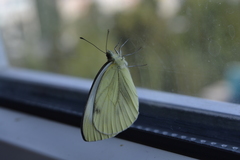 Pieris