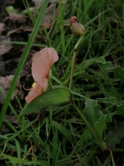 Commelina scabra
