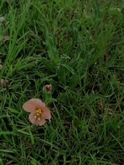 Commelina scabra