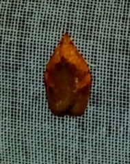 Gonionota