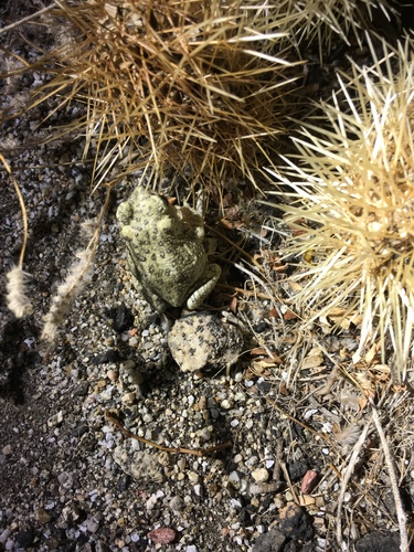 iNaturalist observation photo of Red-spotted Toad