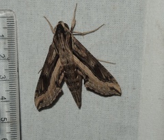 Hippotion velox