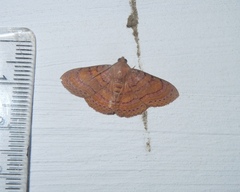 Homodes bracteigutta