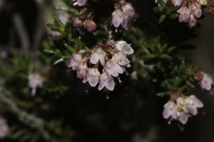 Erica paniculata