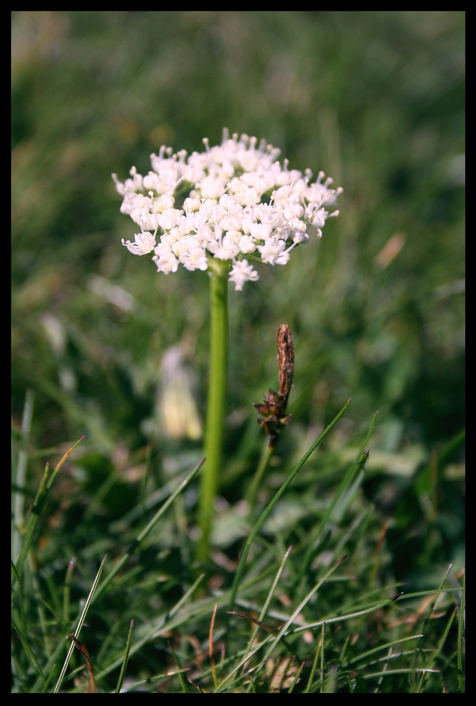 Endressia pyrenaica