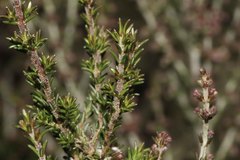 Erica paniculata
