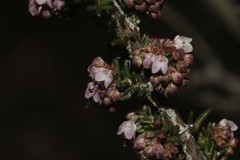 Erica paniculata